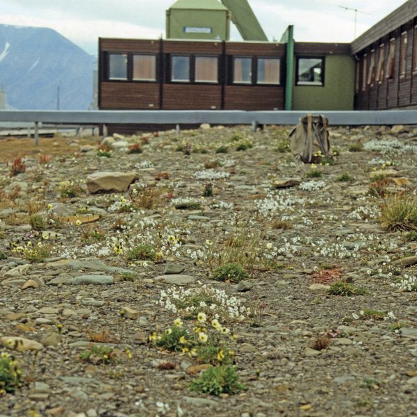 Papaver cornwallisense Svalbard E. Fremstad 1988 3